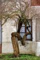 Arbre (vue Claire Iafrate)